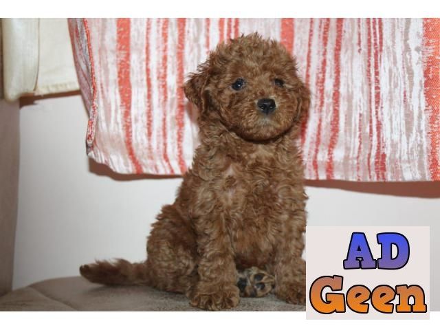 used Toy Poodle Puppies Available in Delhi For Sale for sale 